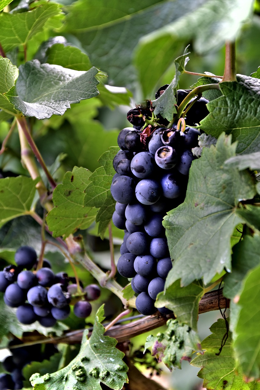 wine grapes green free photo