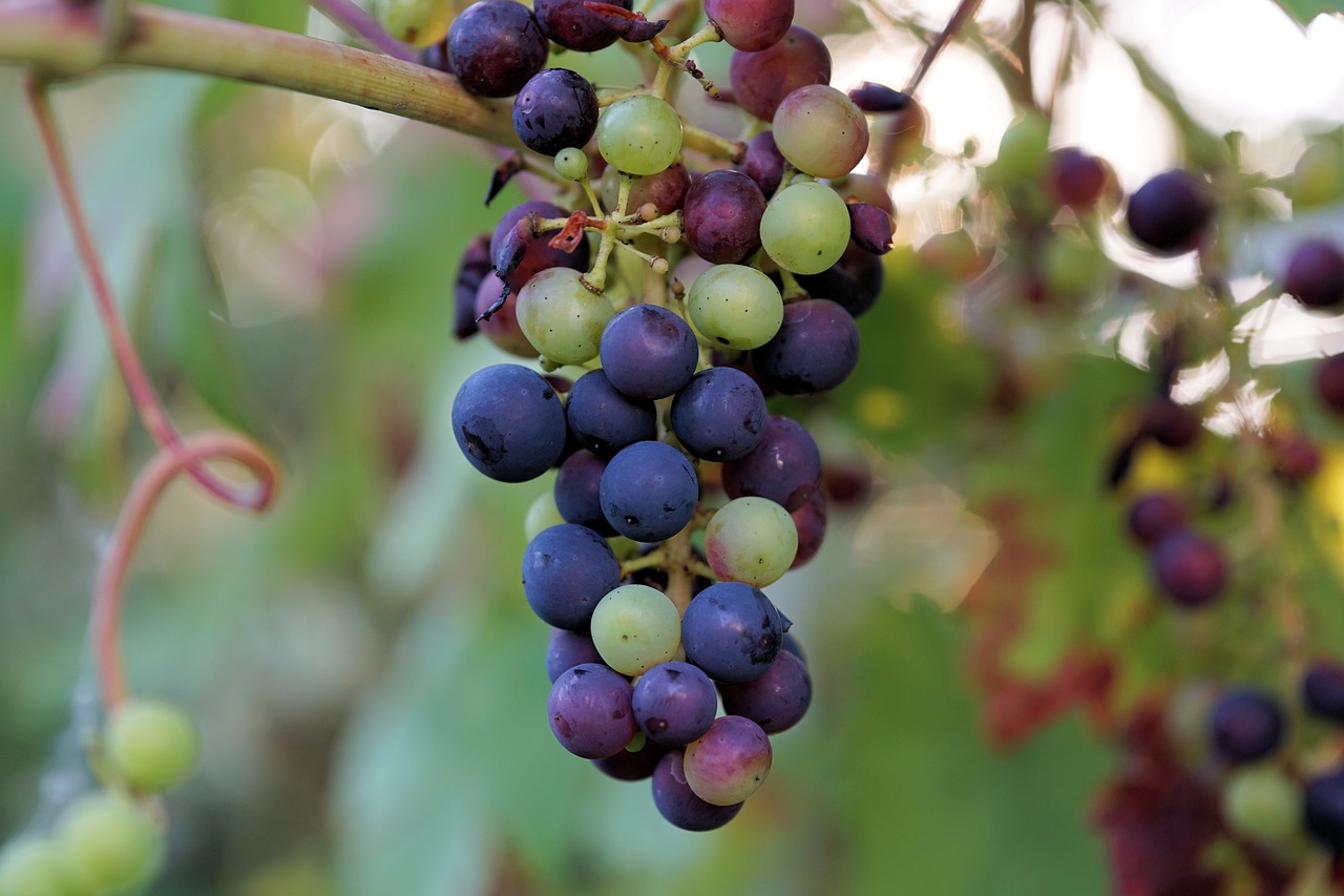wine grape winegrowing free photo