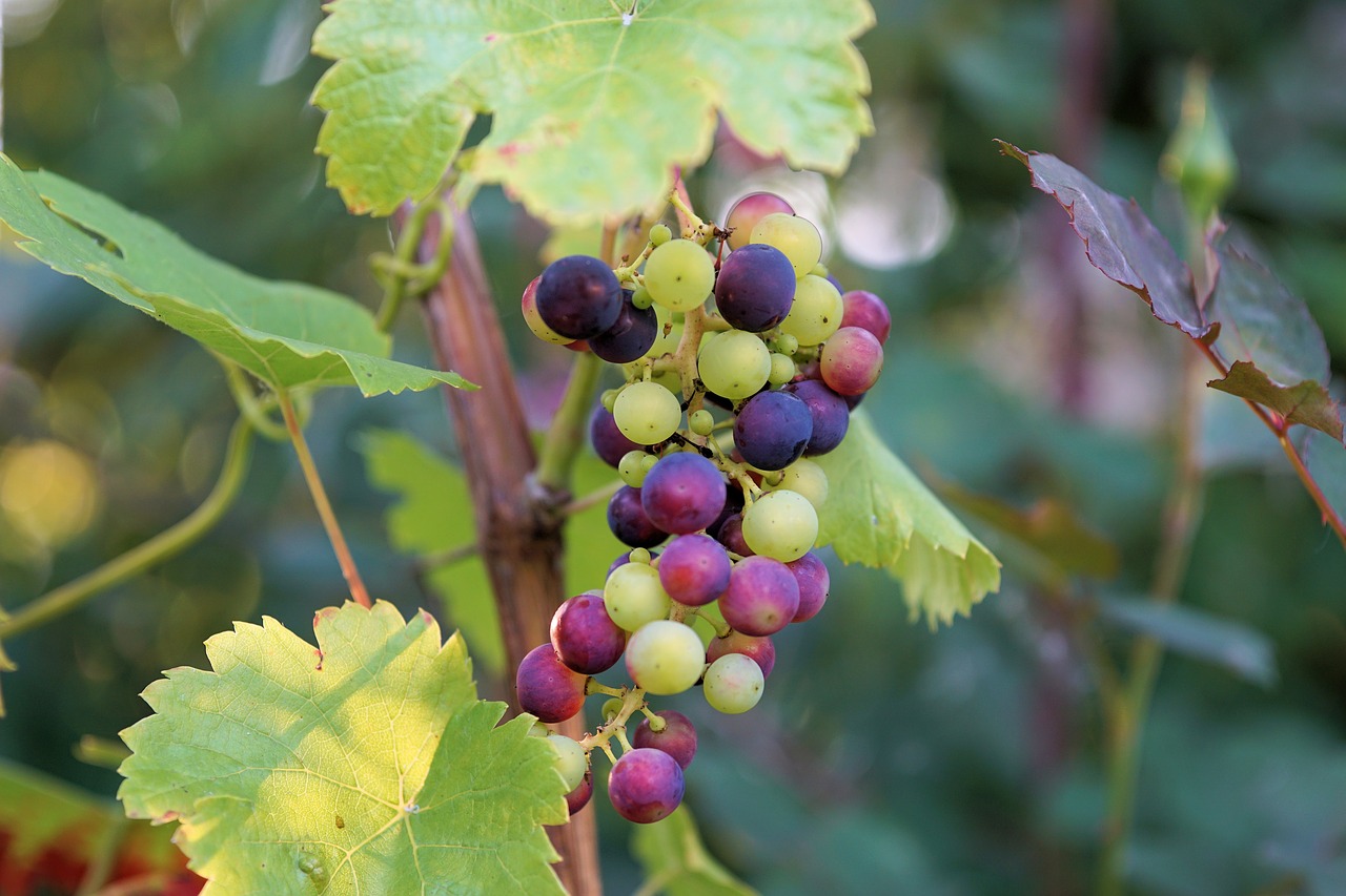 wine grape winegrowing free photo