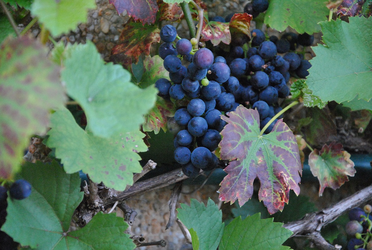 wine blue grapes free photo