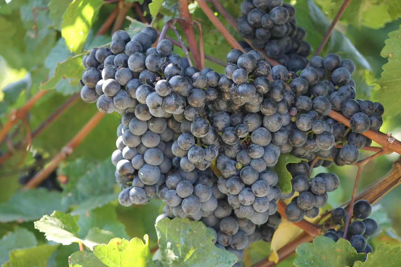wine grapevine winegrowing free photo