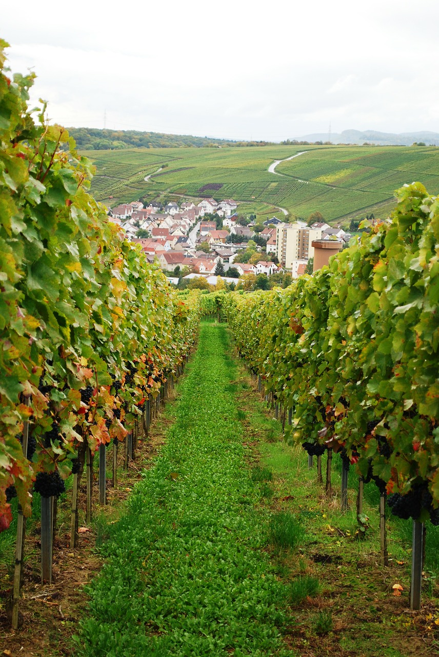 wine vineyard grapes free photo
