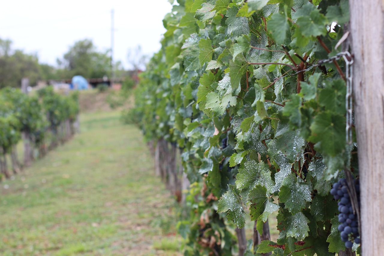 wine vineyard weinreebe free photo