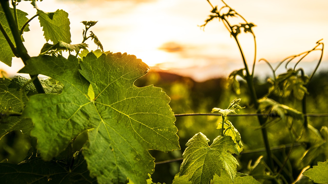 wine sunset atmosphere free photo