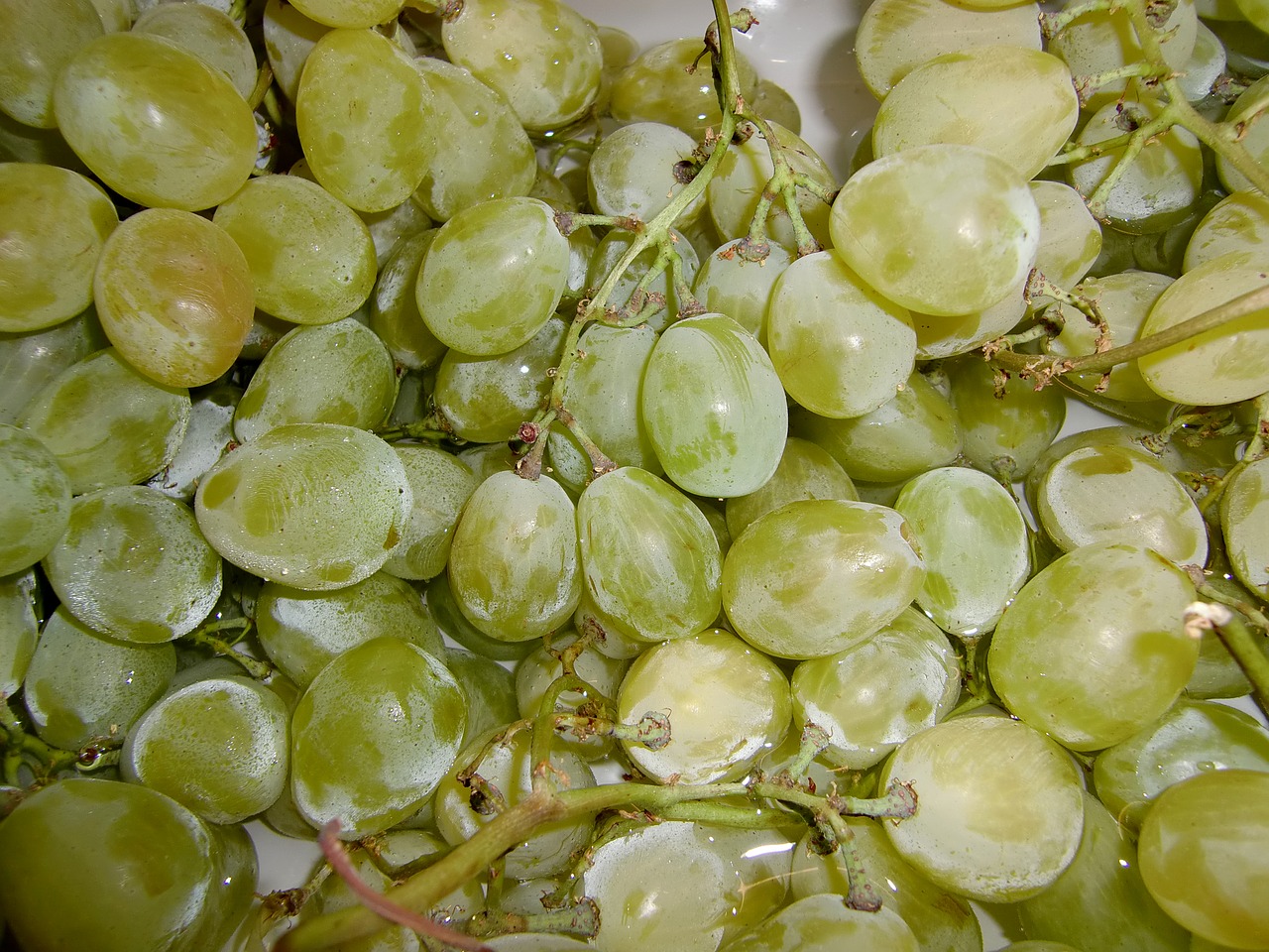 wine grapes green grapes free photo