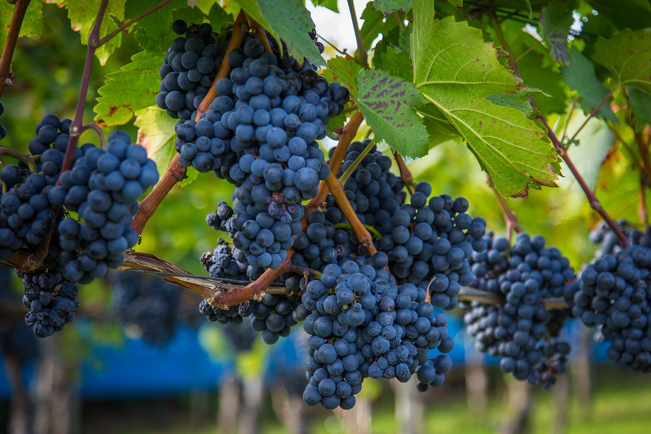 wine grapes wine harvest free photo