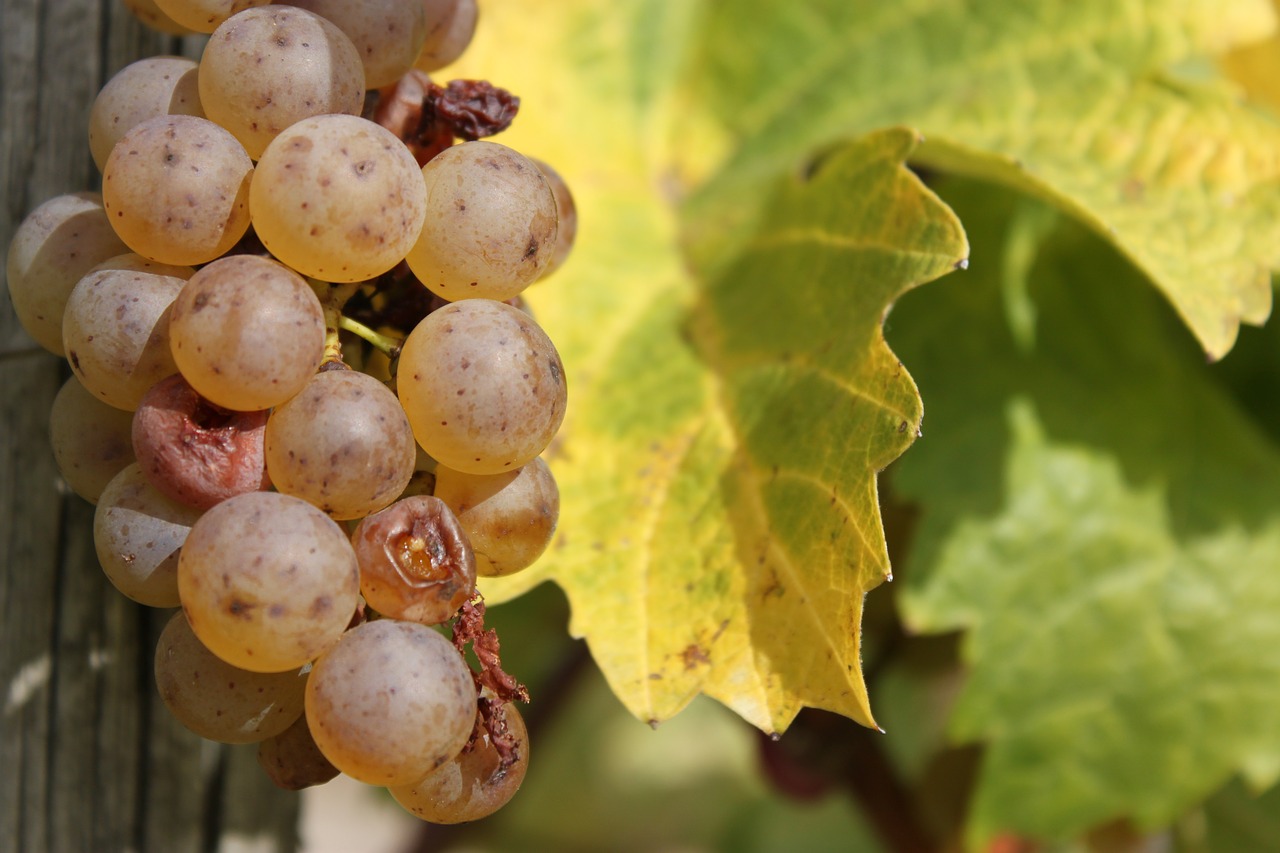 wine vine grapes free photo