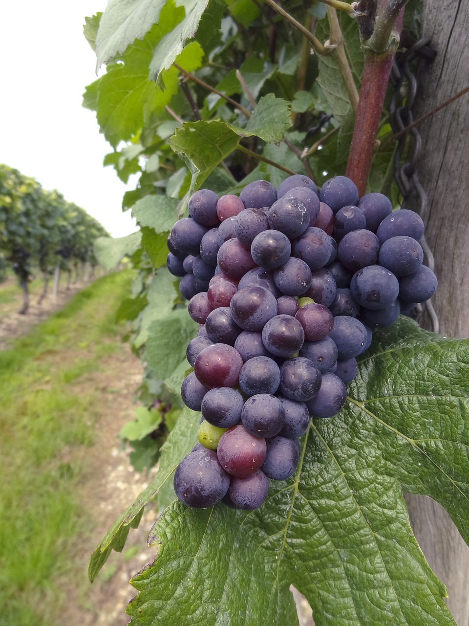 wine vine grape free photo