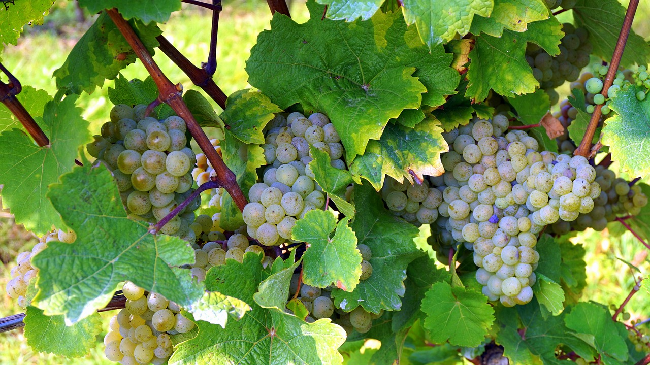 wine grapes alcohol free photo