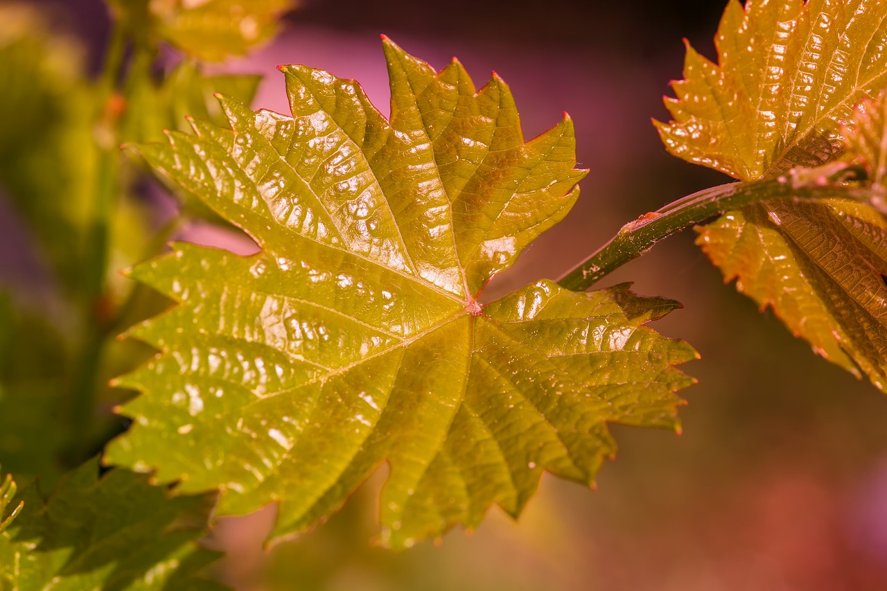 wine  wine leaf  leaf free photo