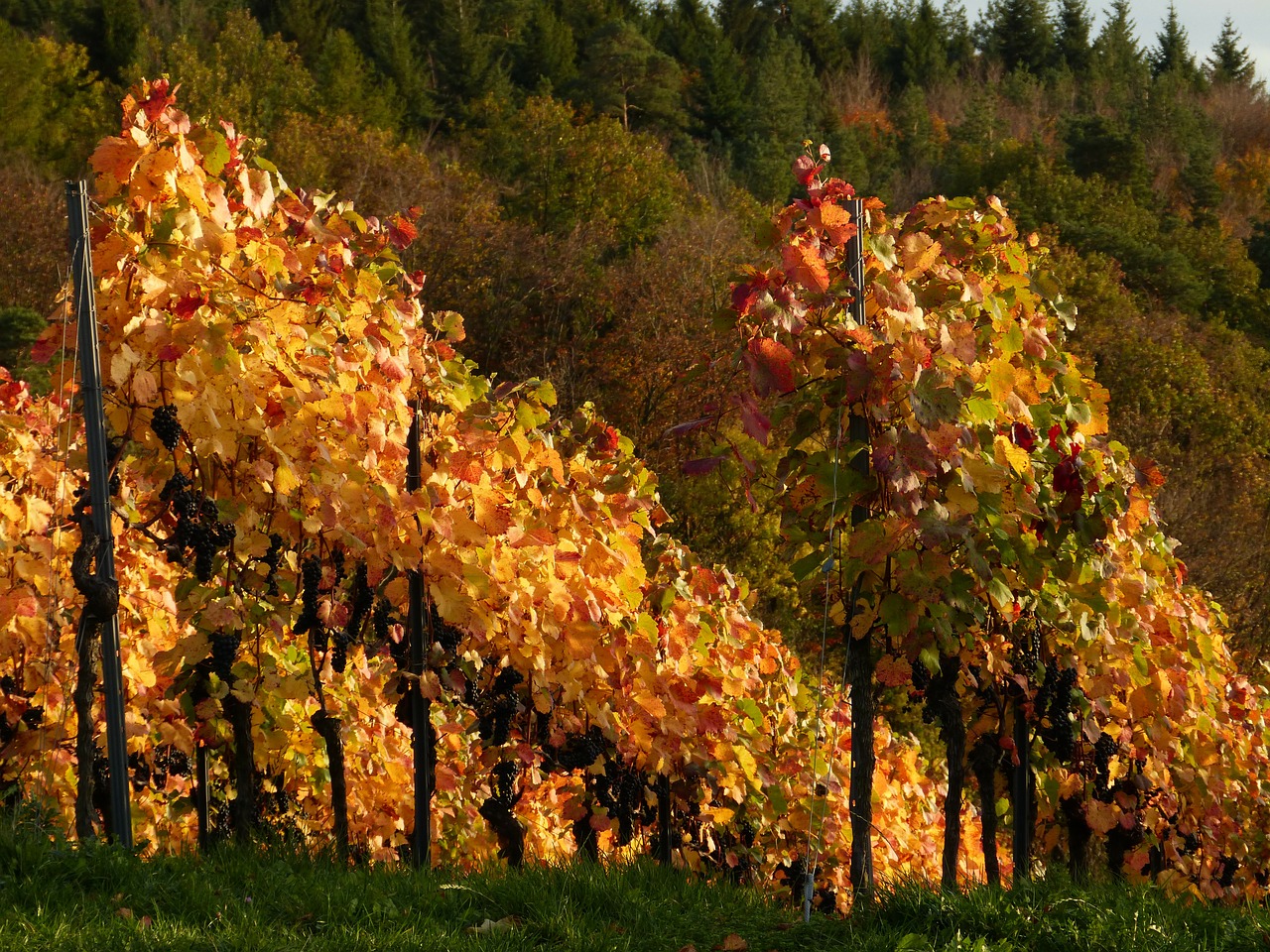 wine vines nature free photo