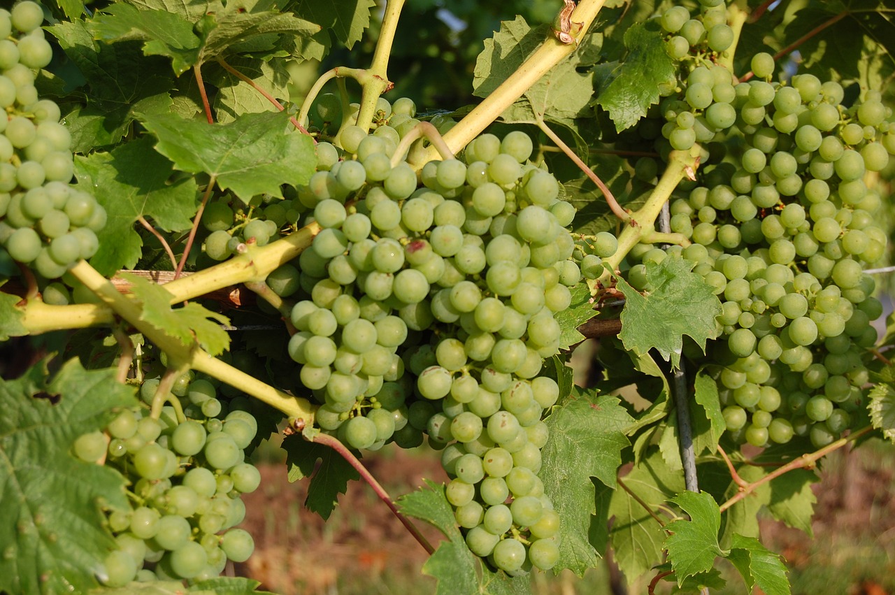 wine  grapes  vintage free photo