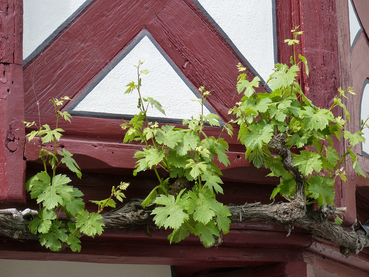 wine  vine  grapevine free photo