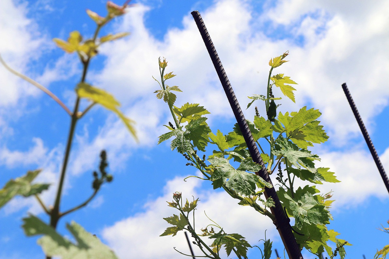 wine vineyard sky free photo