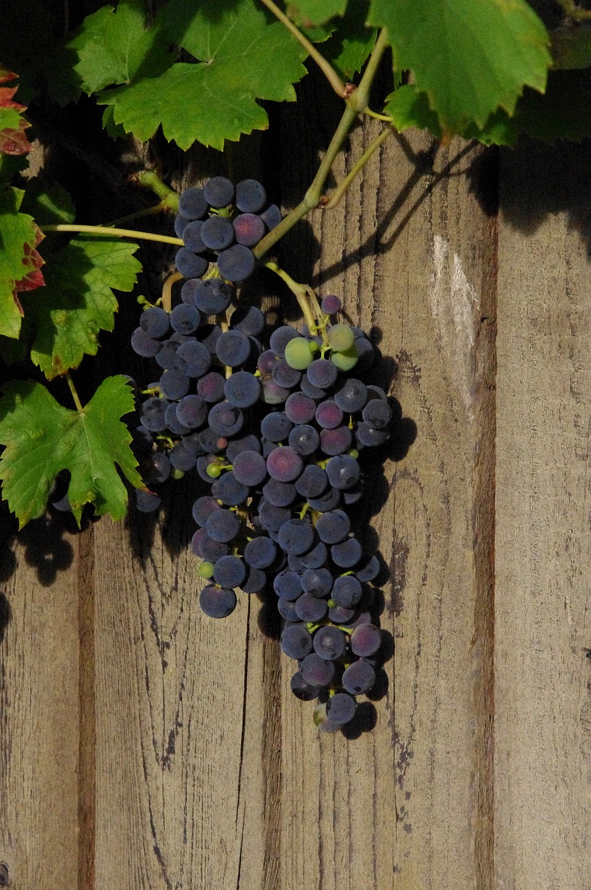 wine  nature  grapes free photo