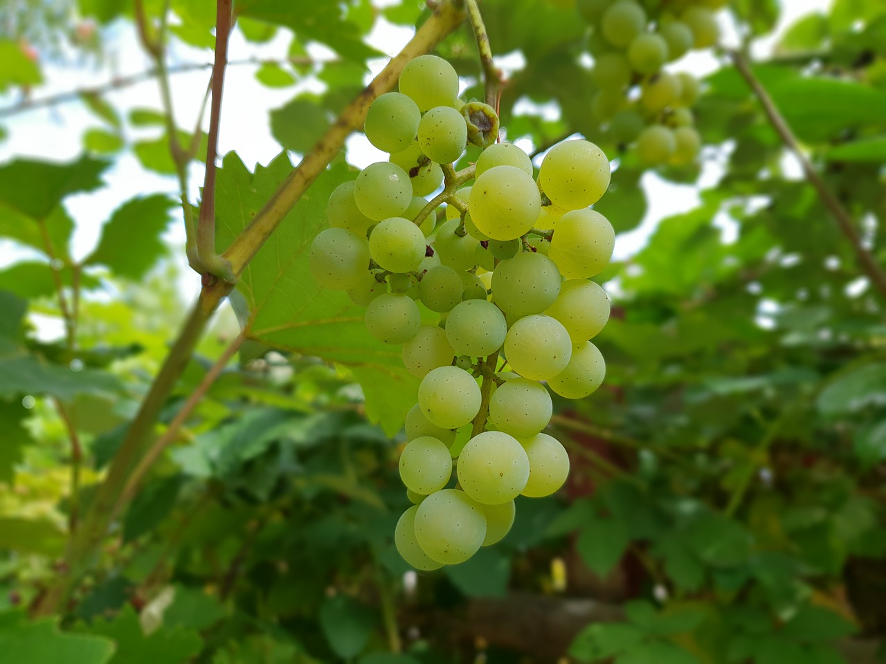 wine  grapes  summer free photo