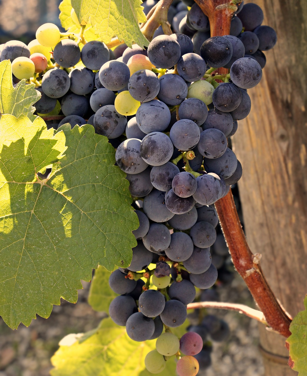 wine  grapes  grapevine free photo