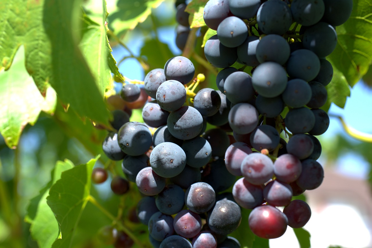wine  grapes  agriculture free photo