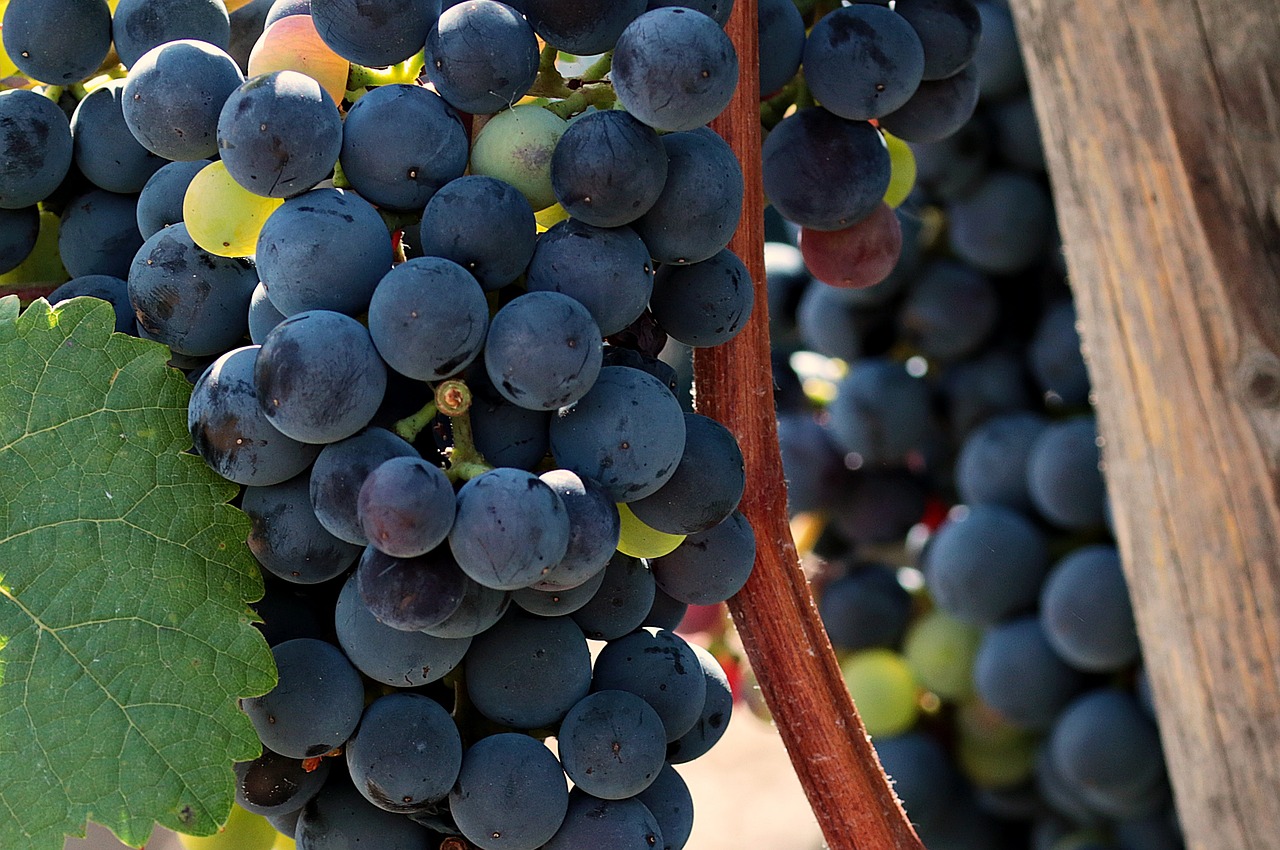 wine  grapes  grapevine free photo