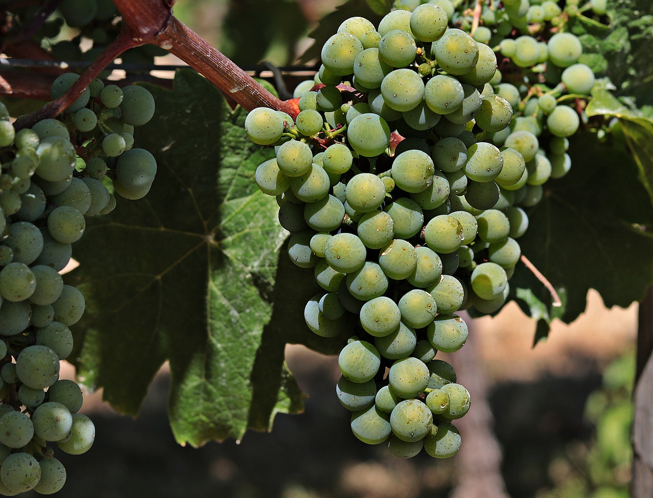 wine  grapes  grapevine free photo