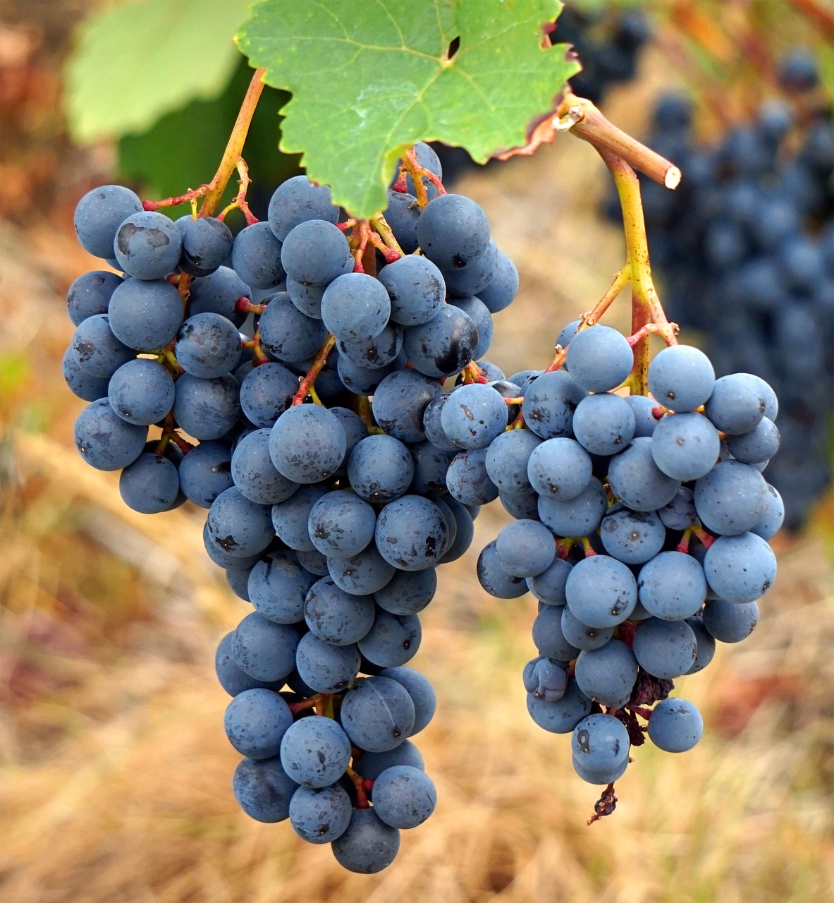 wine  vines  grapes free photo