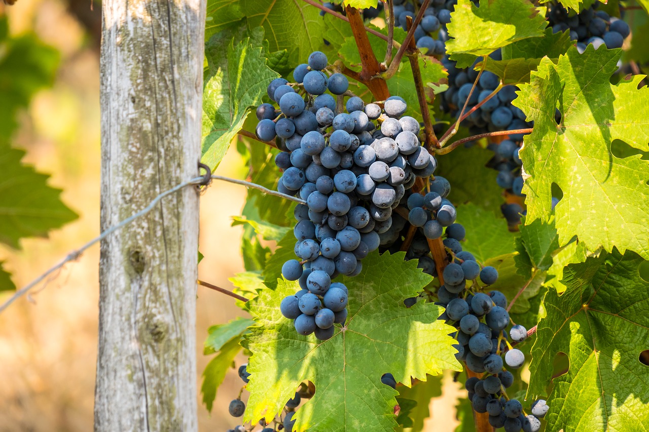 wine  vine  grape free photo