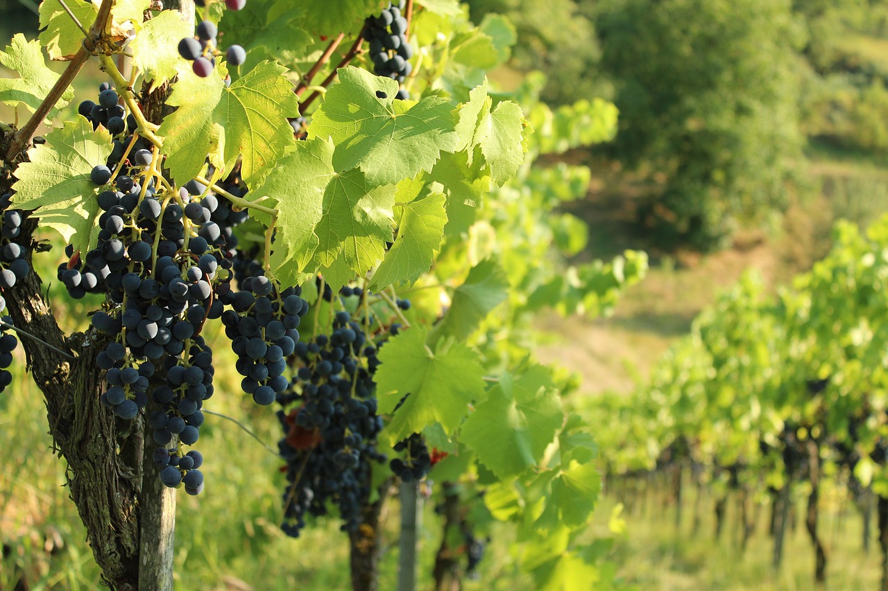 wine  vineyard  vines free photo