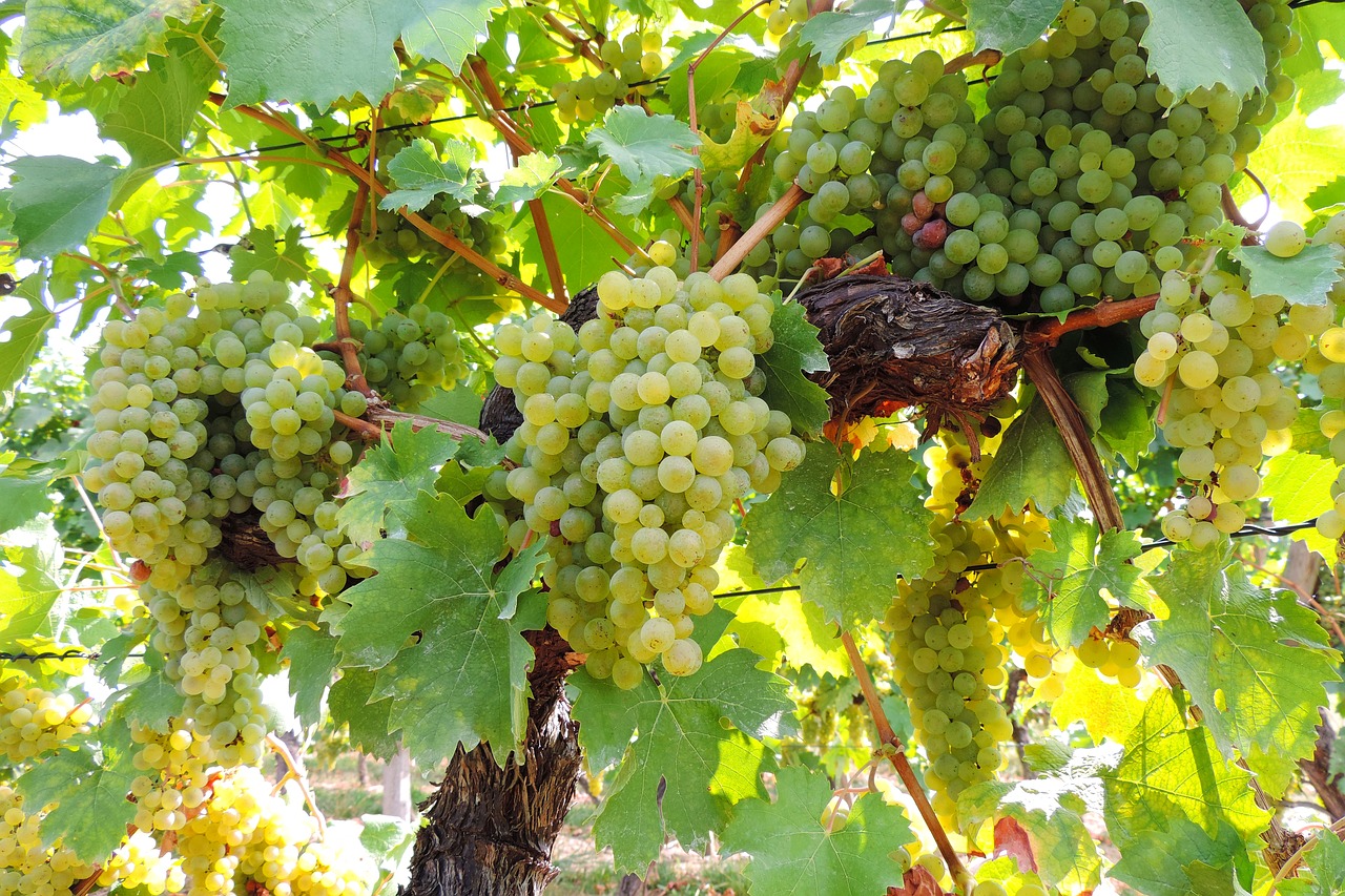 wine  grapes  vine free photo