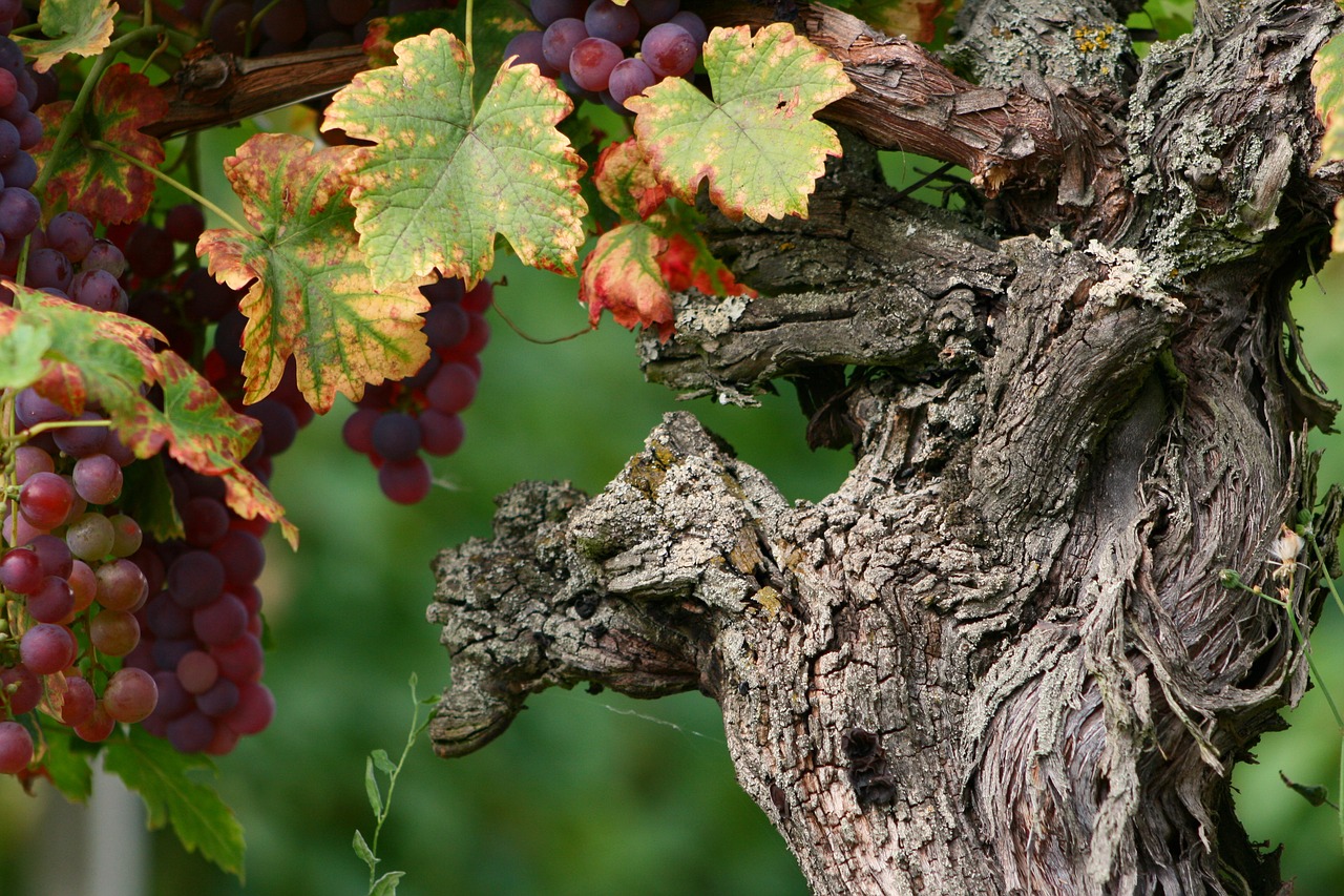 wine  vines  grapes free photo