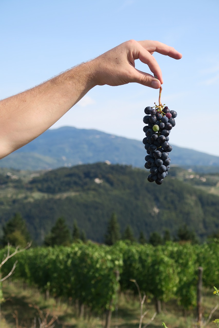 wine  tuscany  vineyard free photo
