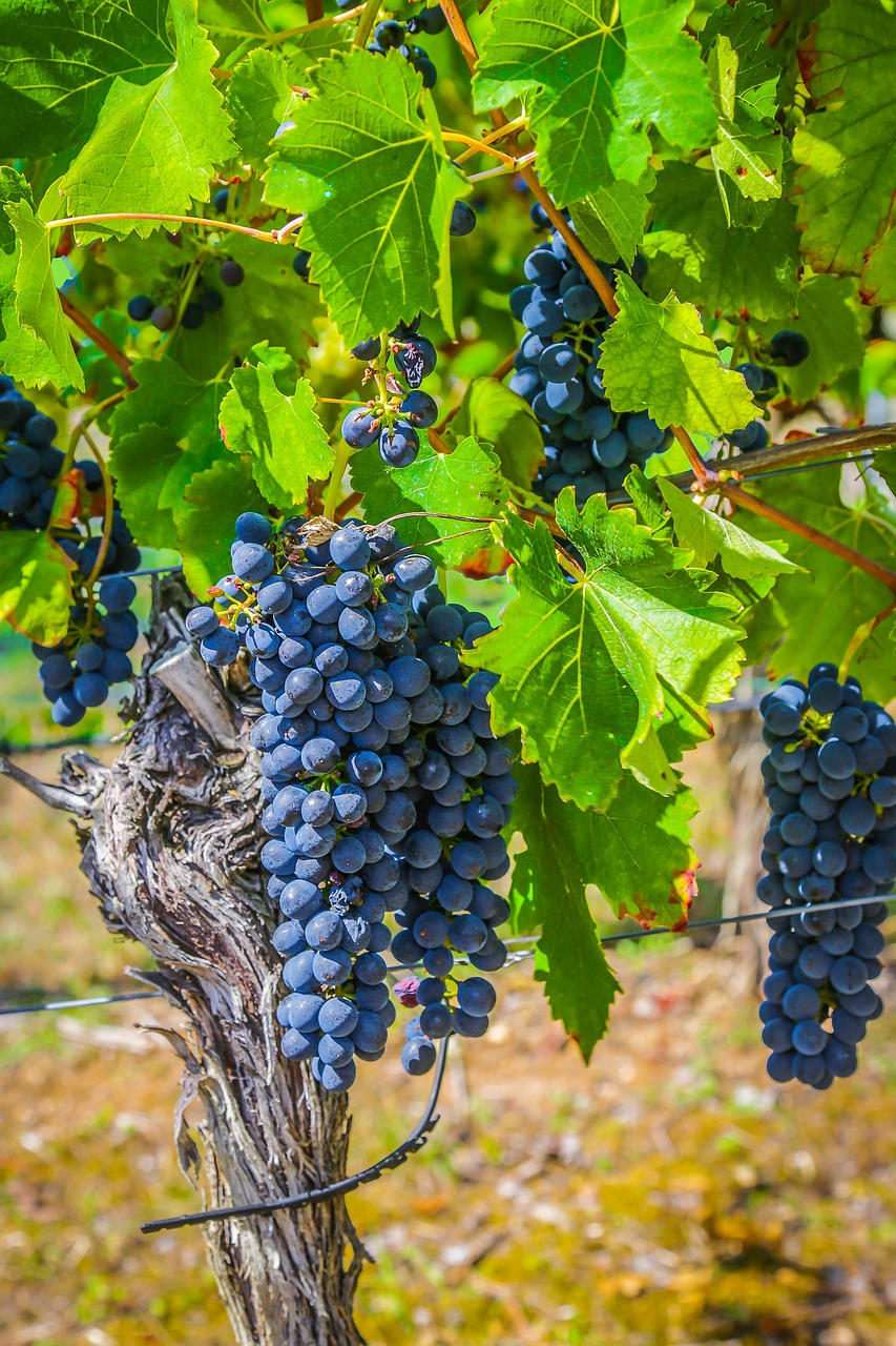 wine  grape  winegrowing free photo