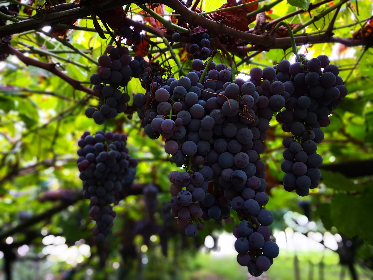 wine  grapes  vine free photo