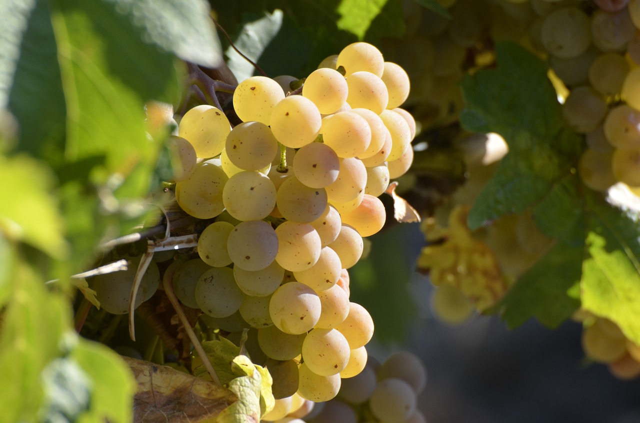 wine  grapes  vine free photo