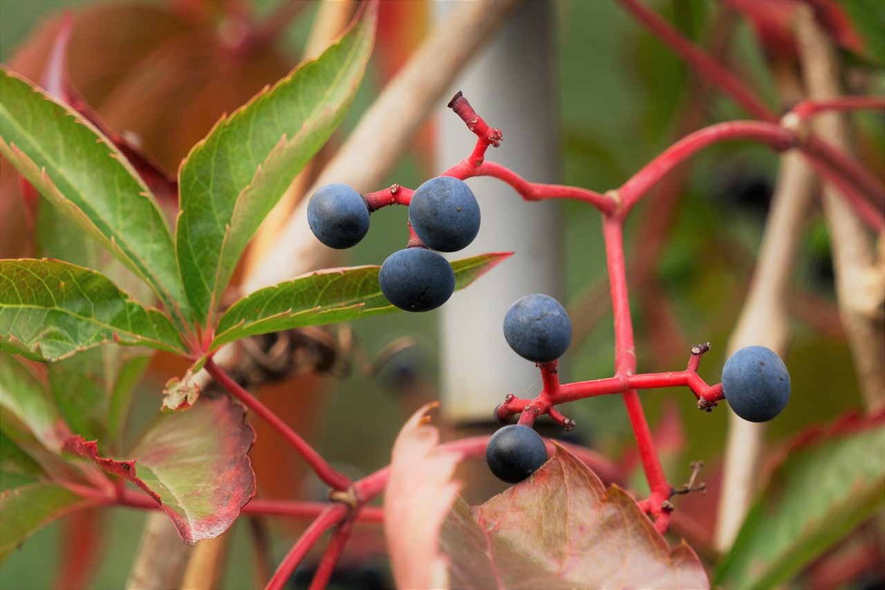 wine  wild  autumn free photo