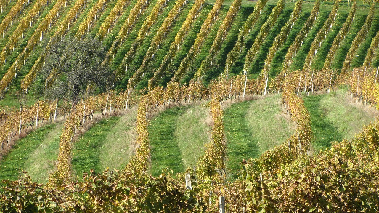 wine vineyard vine free photo