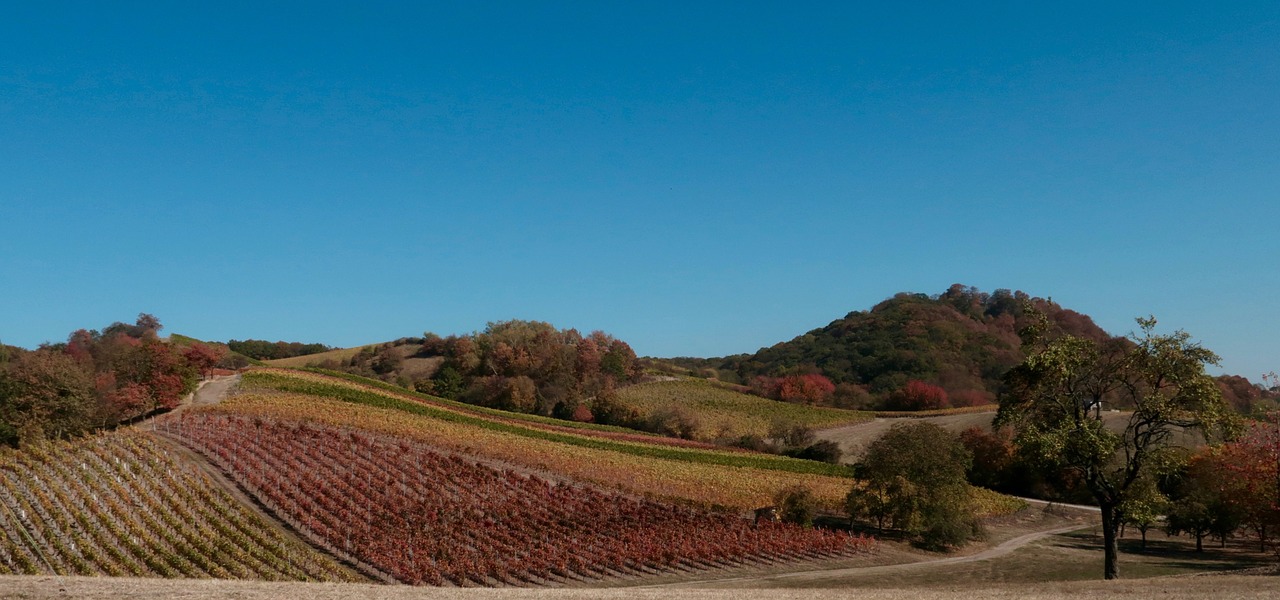 wine  vines  vineyard free photo