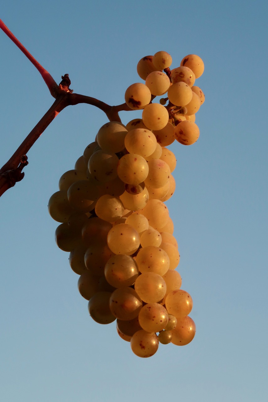 wine  grapes  vine free photo