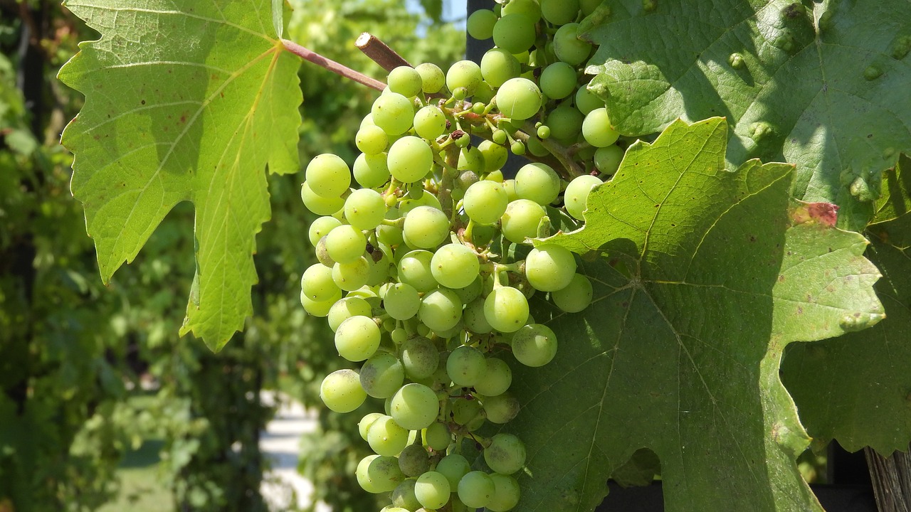 wine  grapevine  viticulture free photo