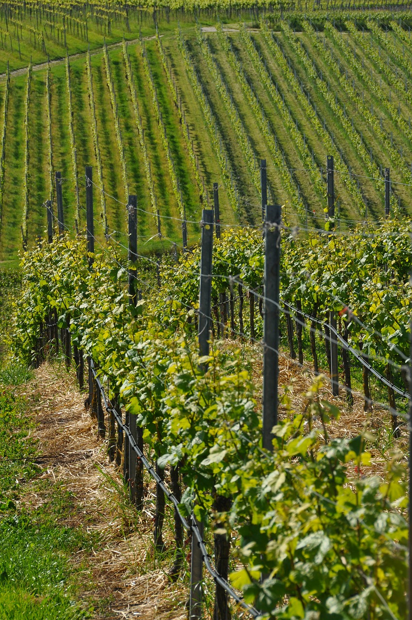 wine vines kaiserstuhl free photo