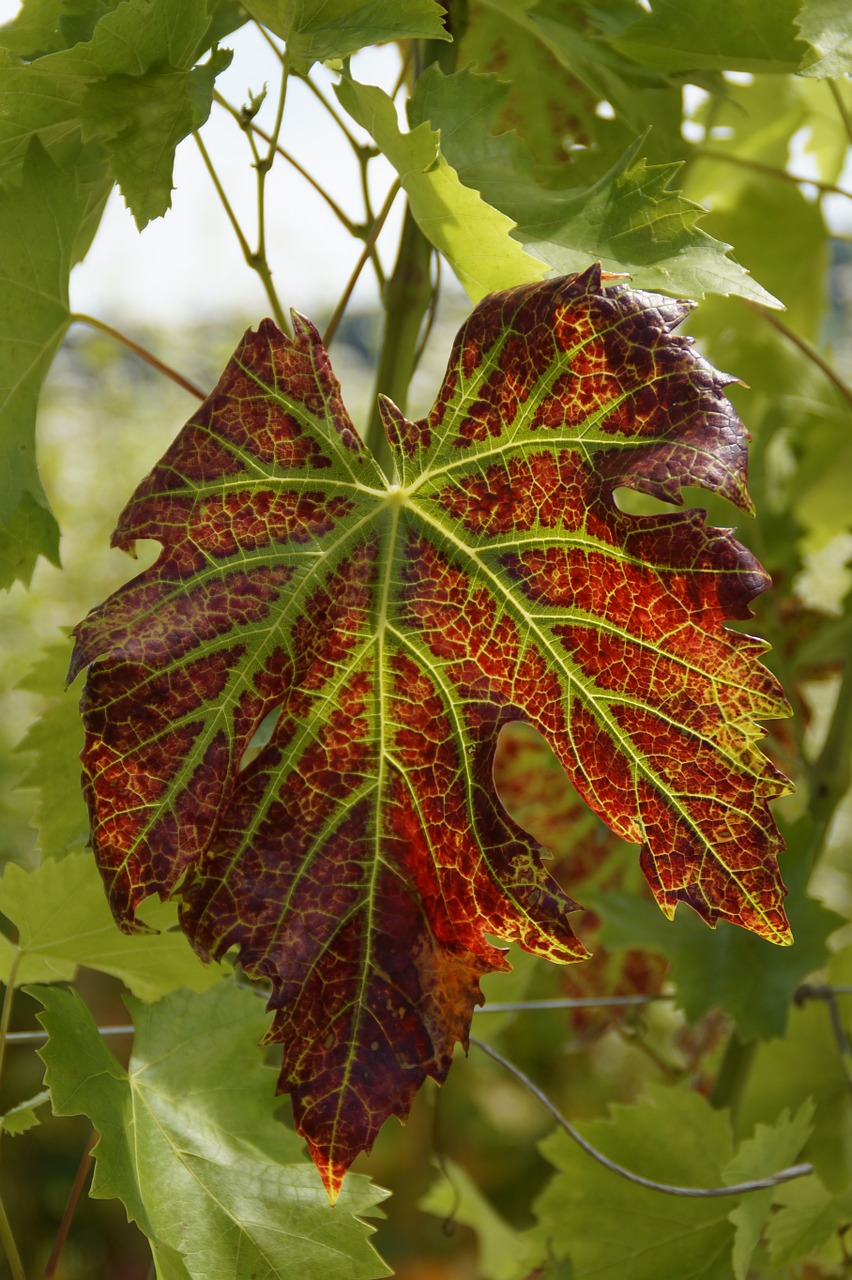 wine wine leaf discolored free photo