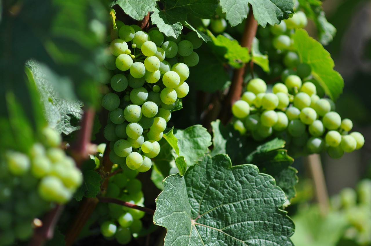 wine grapevine grapes free photo