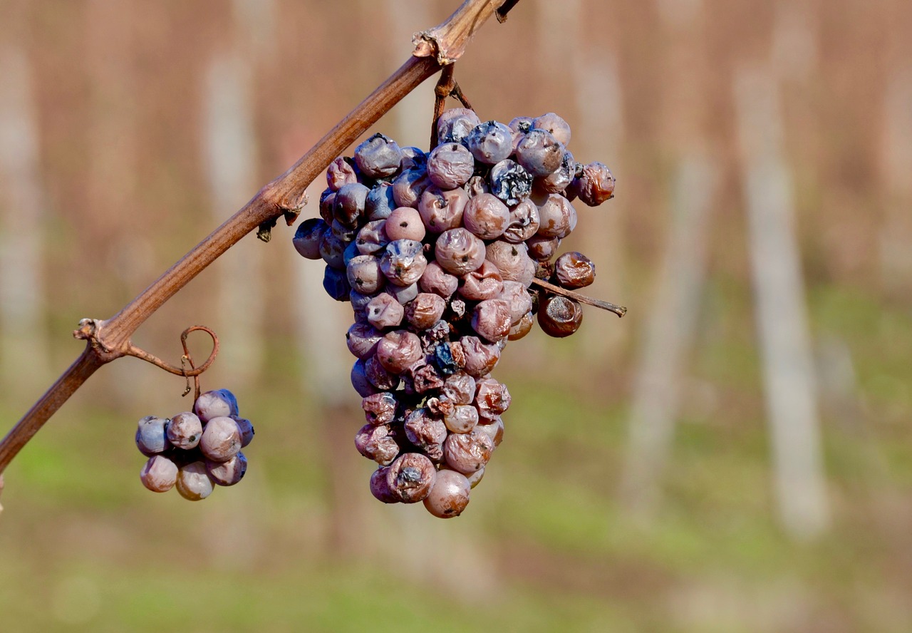 wine  grapes  grapevine free photo