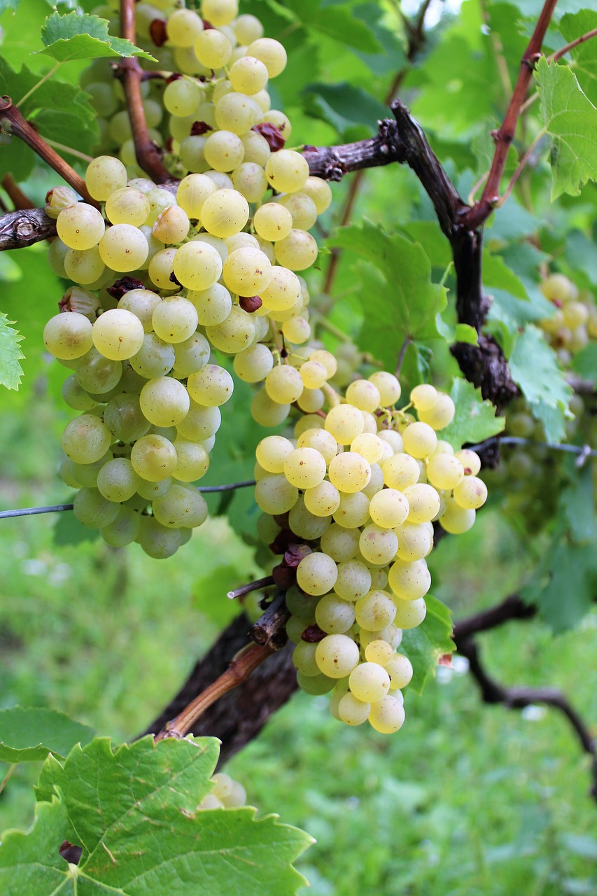 wine  grape  grapes free photo