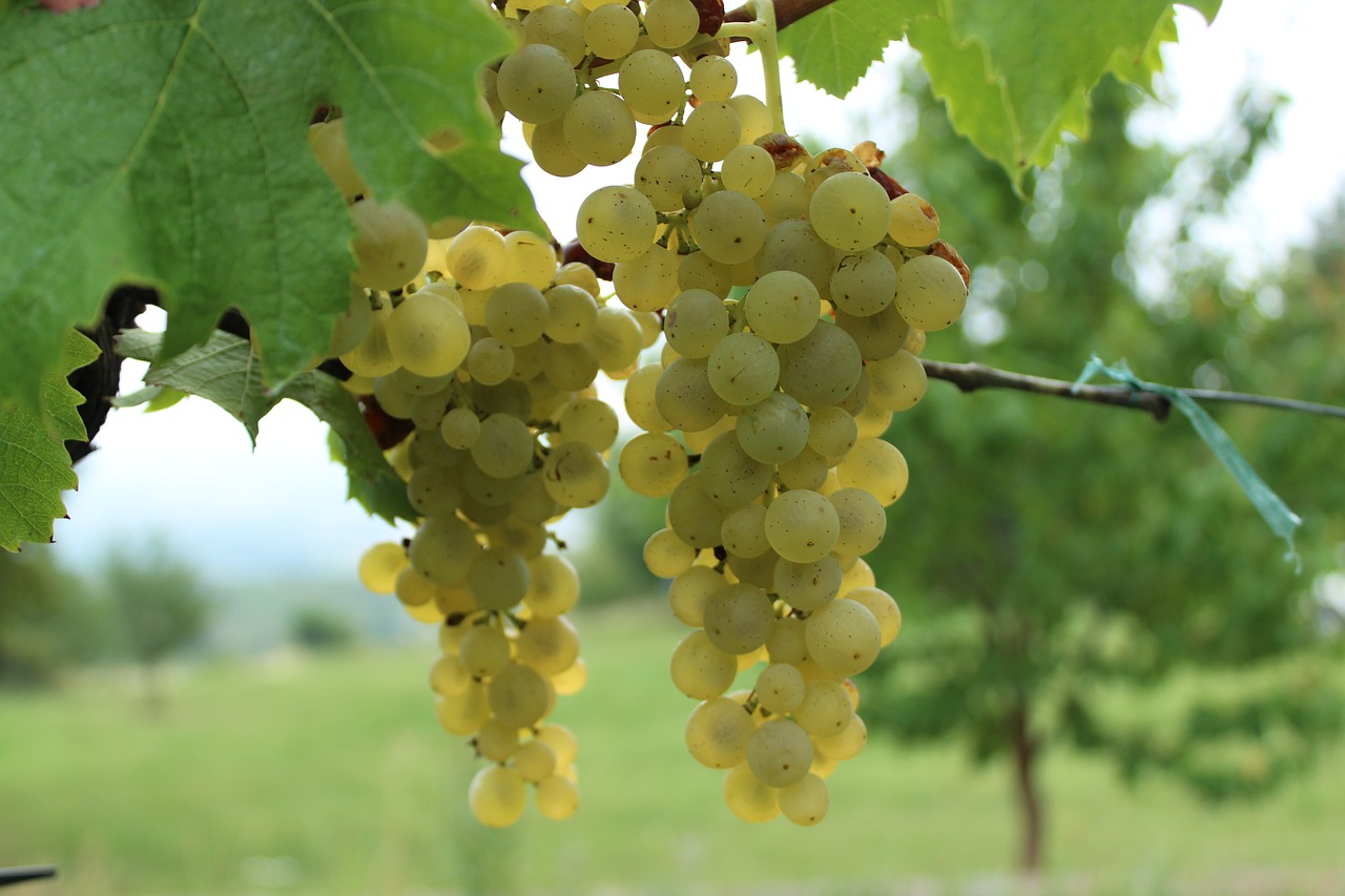 wine  grapes  grape free photo