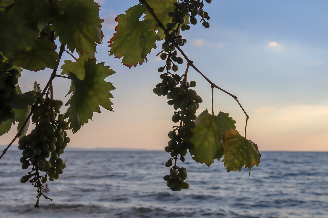 wine  sea  grapes free photo