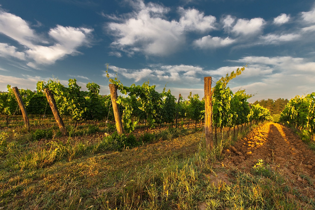 wine tuscany field free photo