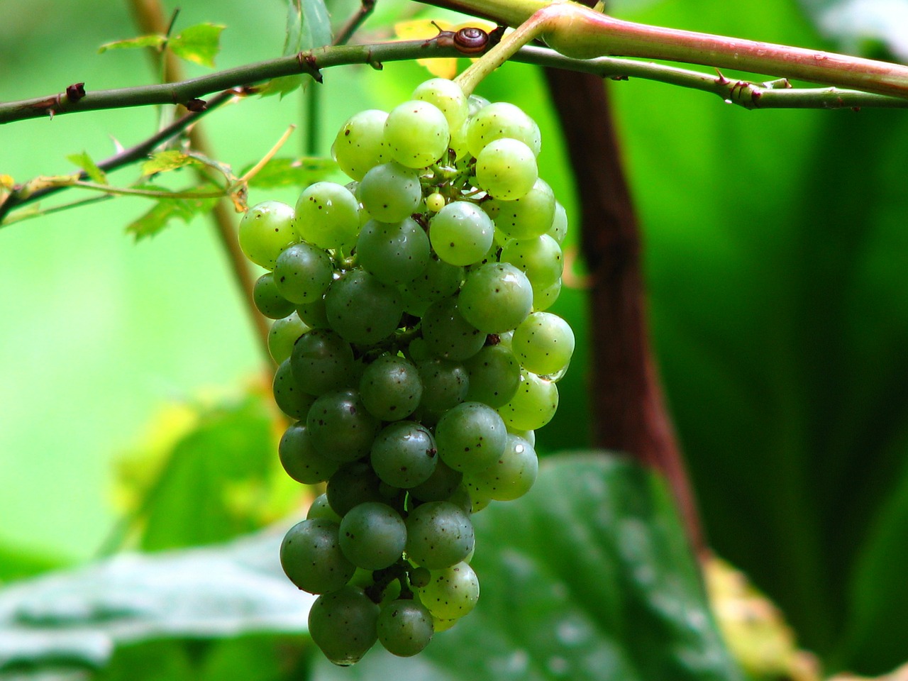 wine grape vine free photo