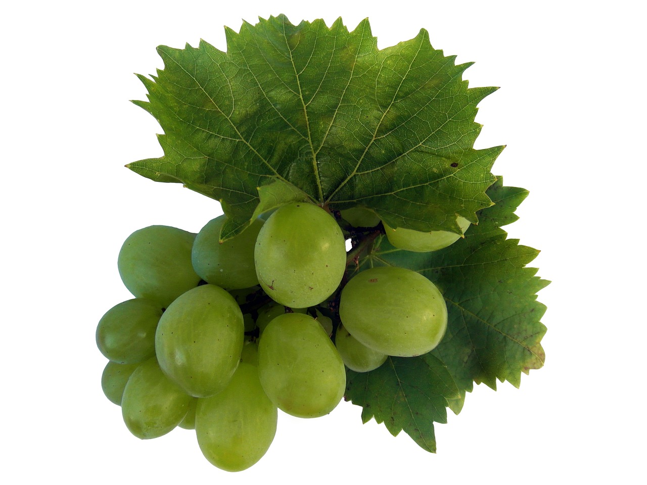 wine wine leaf grape free photo