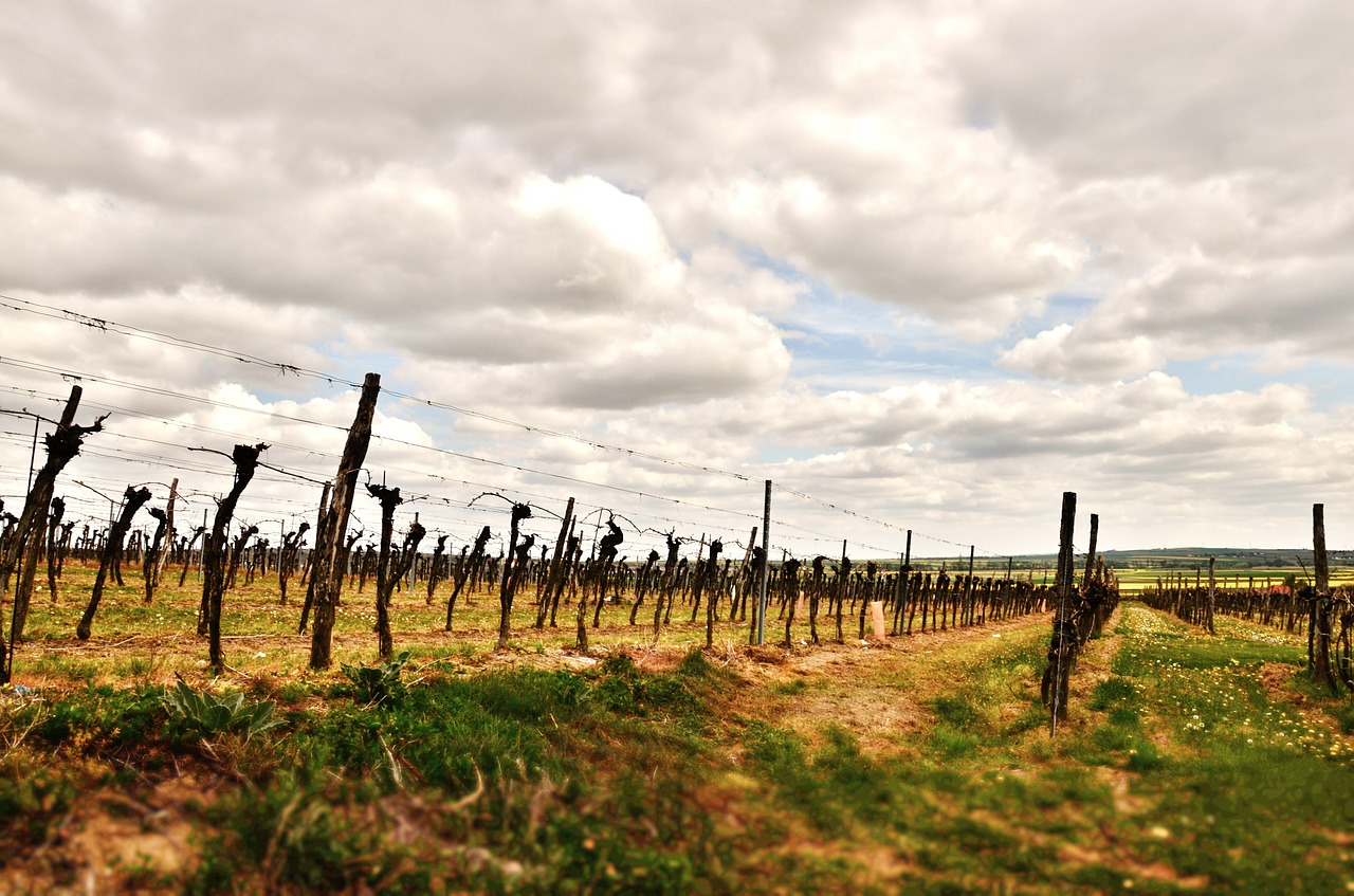 wine vines floor free photo