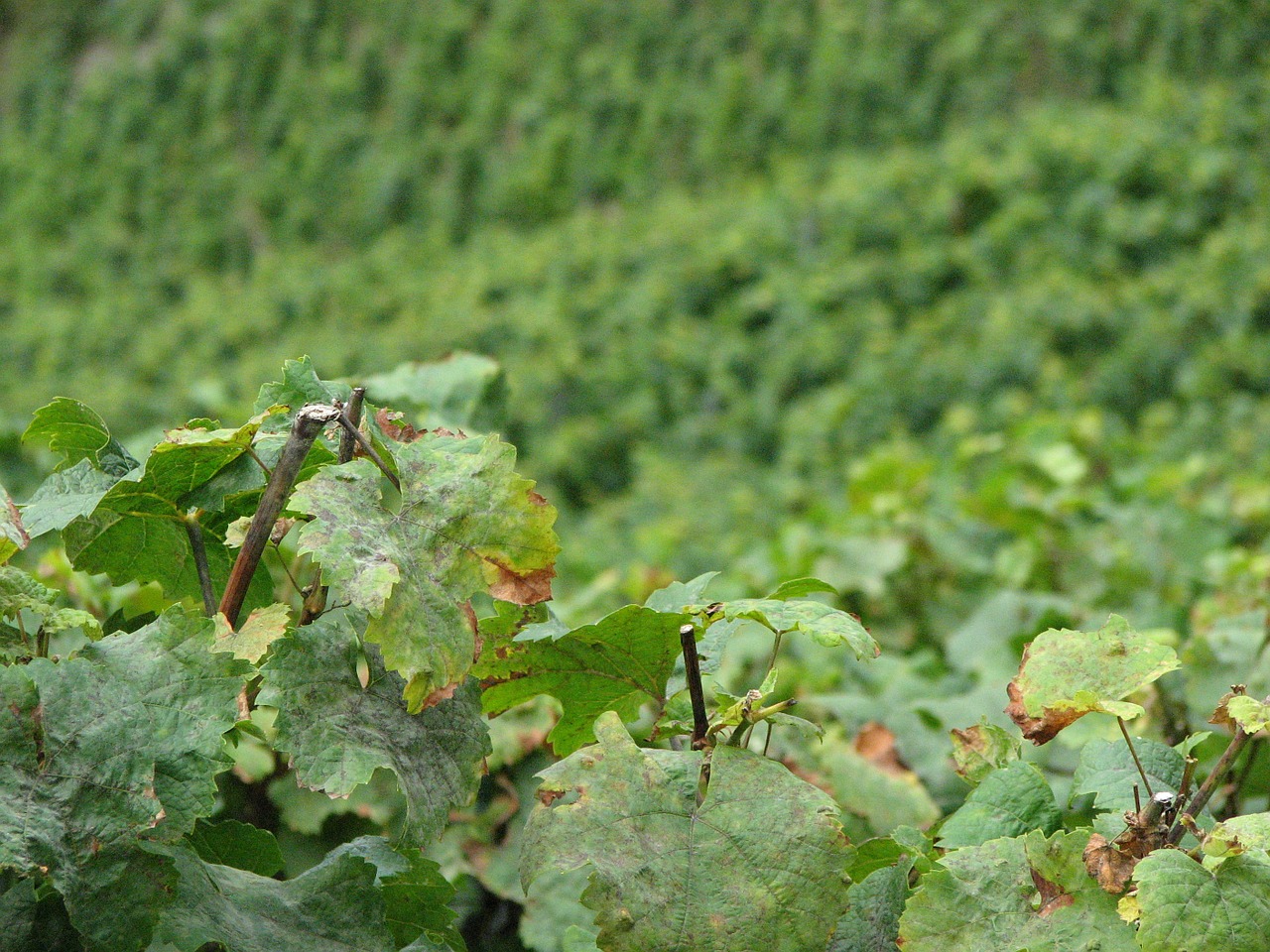 wine vine leaves winegrowing free photo